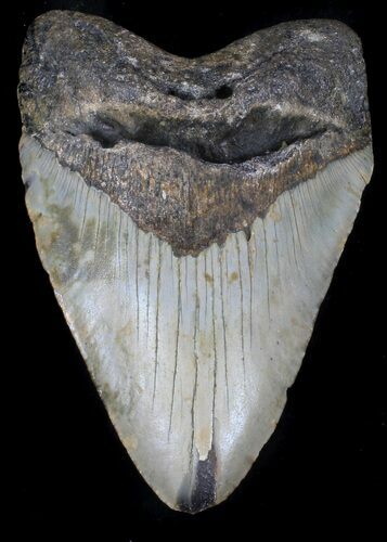 Bargain Megalodon Tooth - North Carolina #37345